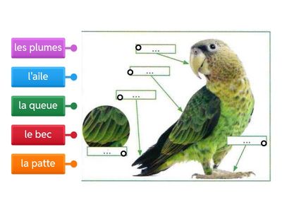 Les parties du corps de l'oiseau