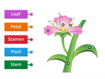 Parts of a flower