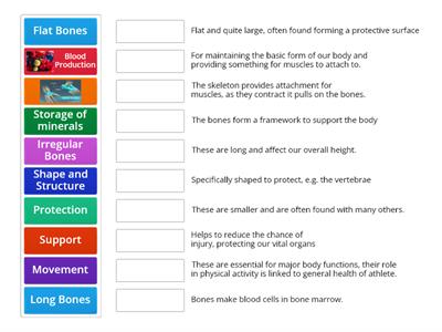 The Skeletal System