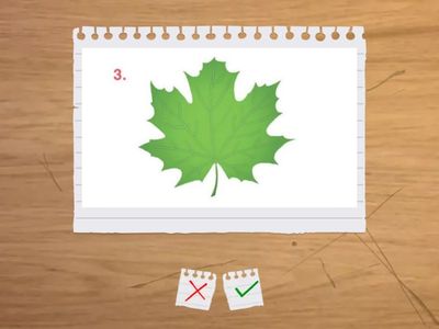 Ll|Bимова + самоперевірка