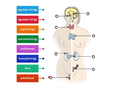 SNI- TANAK Biológia 8.o. A hormonok.