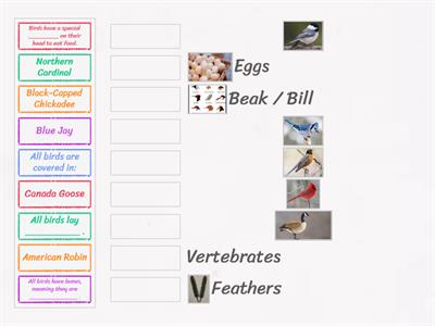 Birds - Match Up