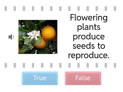 Flowering, Non-flowering & Seedless plants