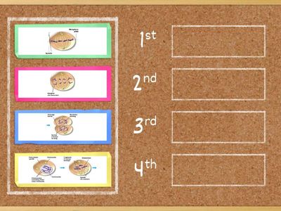 Ch. 5 Part 1: Mitosis Diagrams 