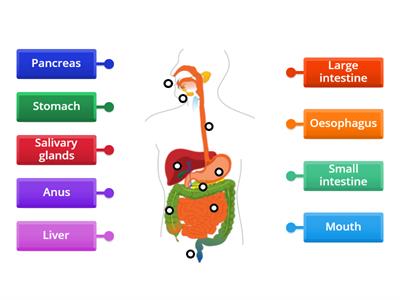 Digestive system to label