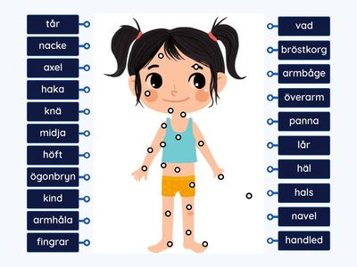 Kroppens yttre delar