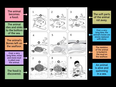  Fossil Sequence - Challenge Labelled Diagram Third Grade
