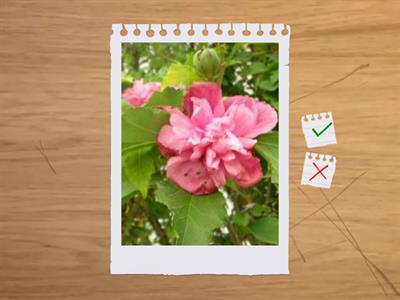 造園丙級植物識別