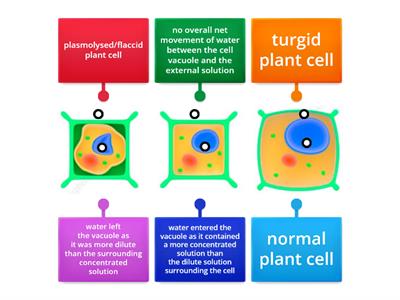 explaining osmosis