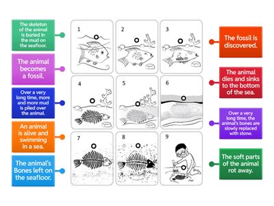 Fossil Sequence - Label the Diagram