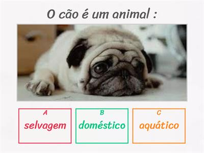 Os Animaia-4º Ano Lagoas