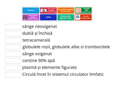  Circulatia la om