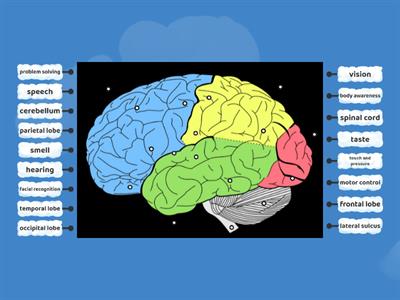 Brain areas and functions