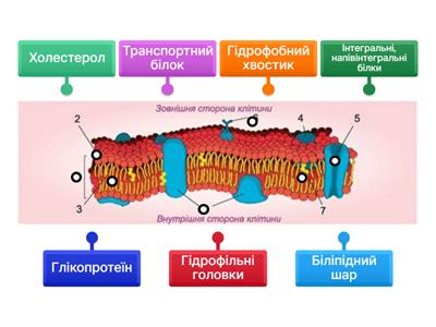 Клітинна мембрана