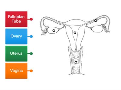 Female Reproductive System Diagram Labelling