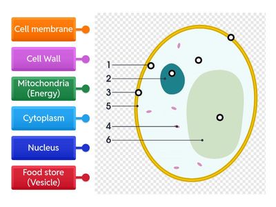 Fungi labelling: Yeast cell