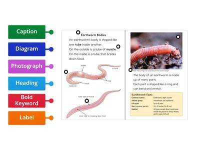 Text Features (Exit Ticket)