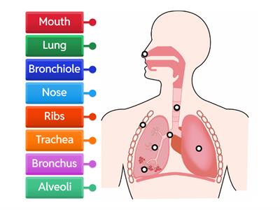 The Respiratory System - Label the diagram