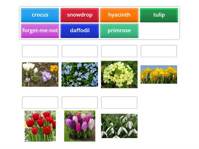 Spring flowers:  match up