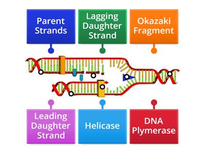 dna replication