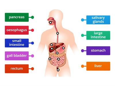 Digestive System