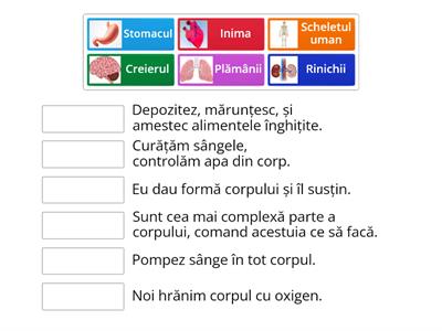 Corpul uman - organele interne