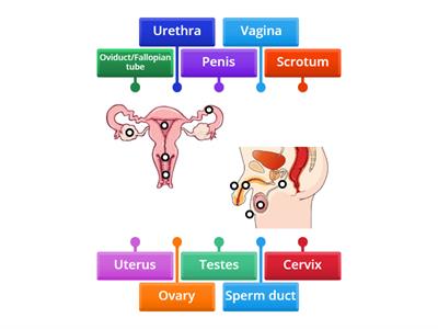  Reproductive System