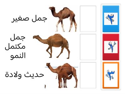ترتيب دورة حياة الجمل