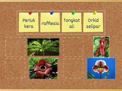 Padankan tumbuhan terancam dengan nama yang betul.Match the correct name for endangered plants.