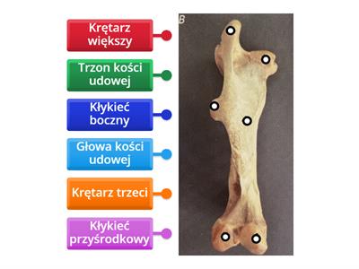 Kość udowa konia (widok przyśrodkowy)