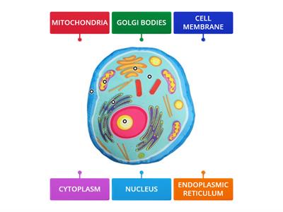 CELL