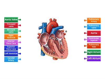 Heart Diagram