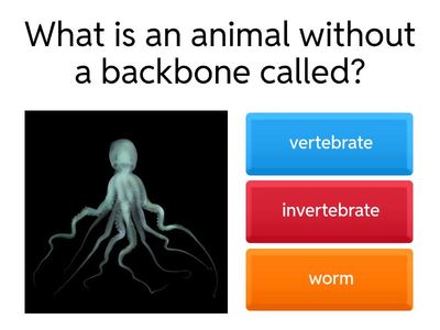 Vertebrates and invertebrates 