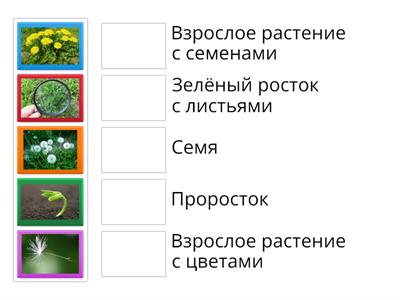 Рост и развитие одуванчика.