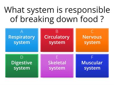 Digestive System 