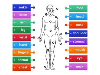 Parts of the body: Labelling activity