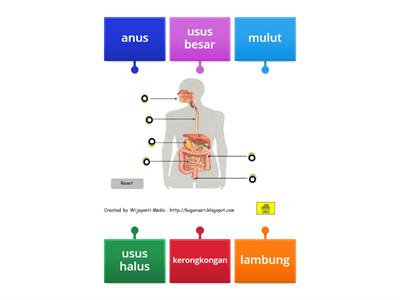 organ pencernaan manusia