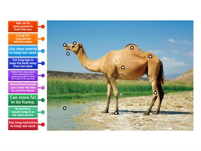 Labelled Diagram camel's adaptation