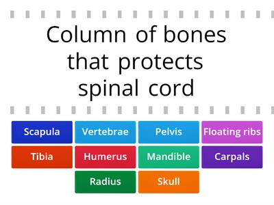 Skeletal System