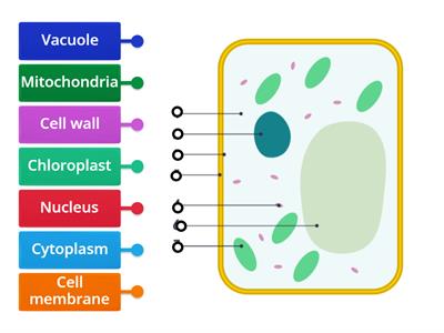 Label a plant cell