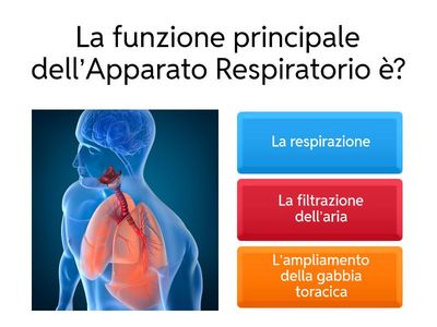 Apparato Respiratorio