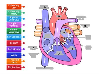 Blood flow through the heart 