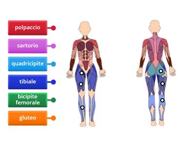 MUSCOLI ARTI INFERIORI