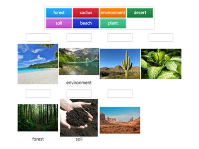 ESL Kindergarten CKLA - Intro to Plants Vocabulary