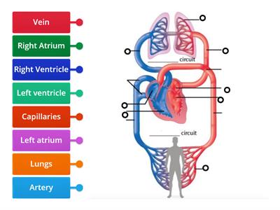 Circulatory system 