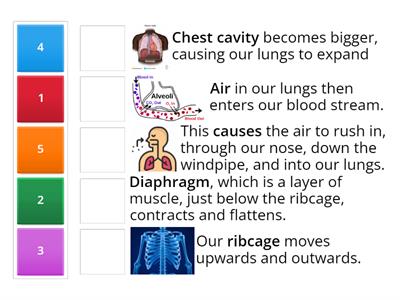 Order the steps of the breathing process.