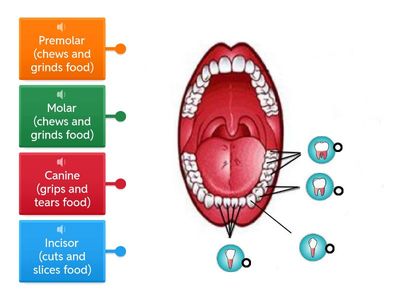 The teeth and their functions