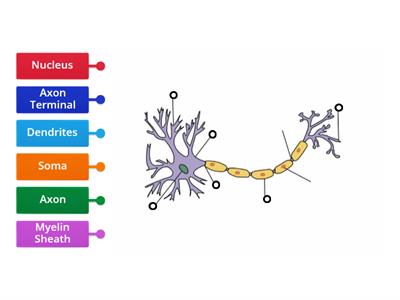 Neuron (Nerve Cell) 