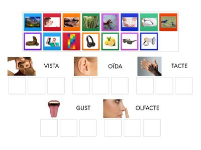 Els sentits (imatge-sentit)