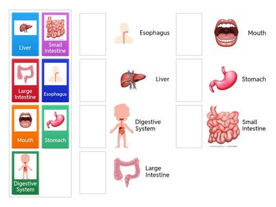 Easy: DIGESTION MATCH-UP